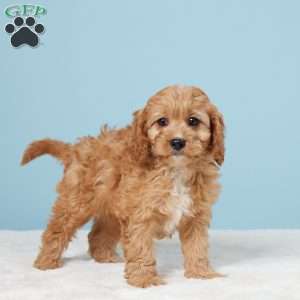 Milo, Cavapoo Puppy